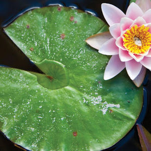 Meet your Posher, Jung hee